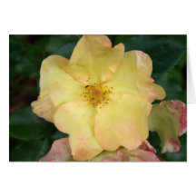 Wilde Rose Grußkarte