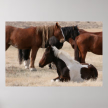 Wilde Utah-Mustangs Plakat