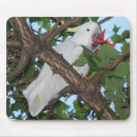 Wilder weißer Cockatoo-Papagei Mauspads