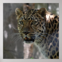 Wildes Amur-Leopard-Plakat