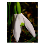 Willkommen zum Frühling Postkarte