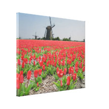 Windmühlen-Rot-Tulpen Leinwanddrucke