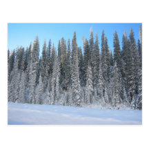 Winter-Bäume Postkarten