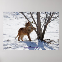 Winter-Löwe u. Schmetterlings-Tier-Foto-Druck Posterdrucke