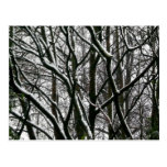 Winter-Niederlassungen Postkarten