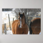 Winter-Pferde Posterdrucke
