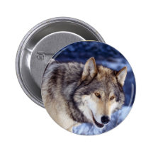 Winter-Wolf 2 Buttons