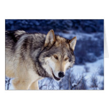 Winter-Wolf 2 Grußkarte