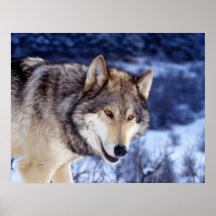 Winter-Wolf 2 Plakatdrucke