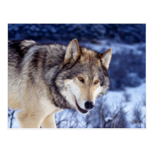 Winter-Wolf 2 Postkarte