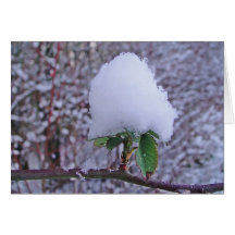Wintergrusskarte hübsche Schneeplfanze, blanko