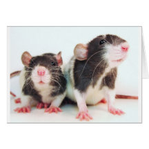 Wirkliche Frauen besitzen Ratten! Grußkarten