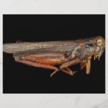 Wissenschaft - Entomologie - das specimin Flyerdesign