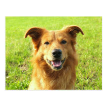 WJ Hundeentwurf Postkarten