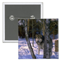 Wolf am Rand des schneebedeckten Waldes Anstecknadelbuttons