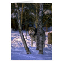 Wolf am Rand des schneebedeckten Waldes Karte