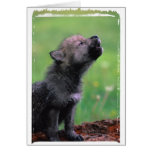 Wolf CUB Grußkarten