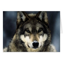Wolf Karten