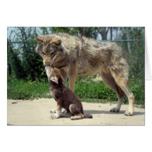 Wolf mit Welpen Grußkarte