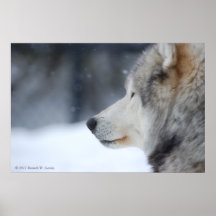 Wolf-Plakat