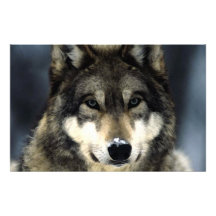 Wolf-Porträt-Briefpapier Personalisierte Büropapiere