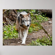 Wolf Posterdrucke