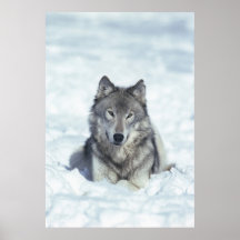 Wolf Plakatdrucke