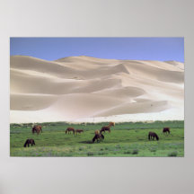 Wüste Asiens, Mongolei, Gobi. Wilde Pferde Plakat
