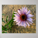 Wüsten-Blume; Leinwand-Druck Posterdrucke