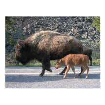 Yellowstone-Büffel Postkarten