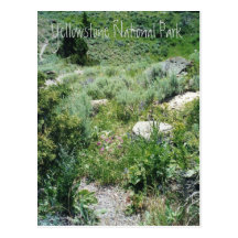 Yellowstone-Sommer Postkarte