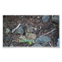 Yolly Bolly Kalifornien Fauna-Säugetier-Tiere Photodrucke