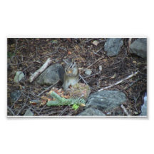 Yolly Bolly Kalifornien Fauna-Säugetier-Tiere Photodrucke