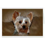 Yorkie Karte