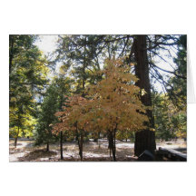 Yosemite-Bäume Karten