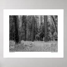 Yosemite-Tal-Wald Plakat
