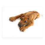 yound Rhodesian ridgeback Postkarte