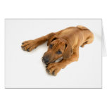 Young ridgeback greeting cards