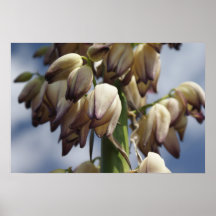 Yucca-Blüten Plakatdrucke