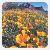 Yucca-Pflanzen-Blumen Sticker