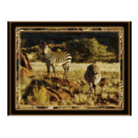 Zebra, Birchells Tier-Safaripostkarten