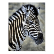 Zebra-Liebhaber-Kunst-Geschenke Postkarte