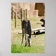 Zebra poster1