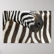 Zebra Strips 2 Plakatdruck
