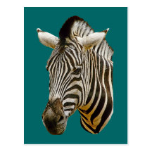 Zebra-Zeichnen Postkarten