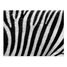 Zebrahautbeschaffenheit Postkarten