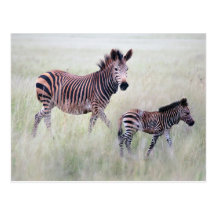 Zebramamma und -baby postkarte