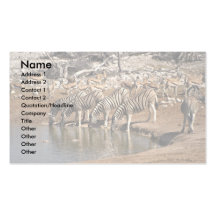 Zebrastrinken Visitenkarten Vorlagen