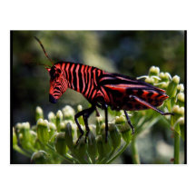 Zebug Postkarte