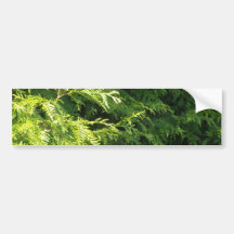 Zedern-Hecke Autosticker
